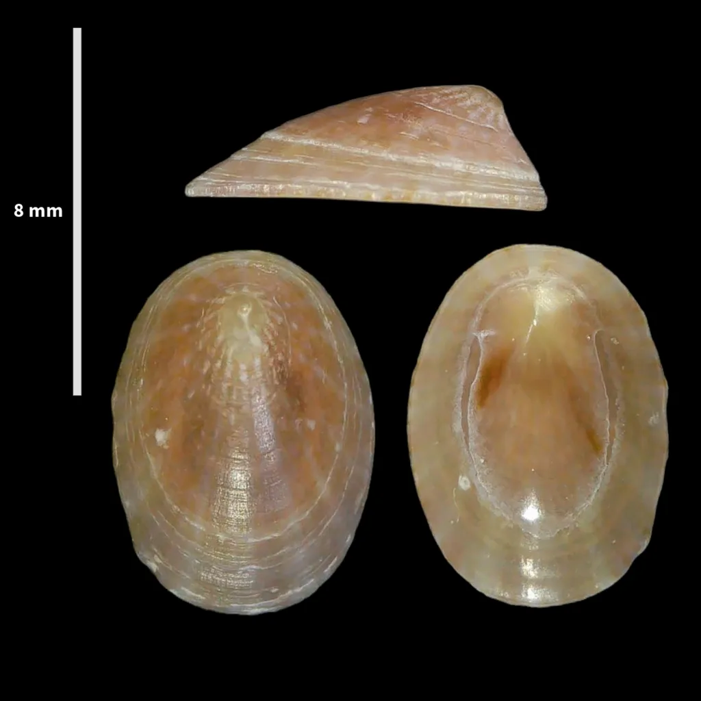 Tectura virginea