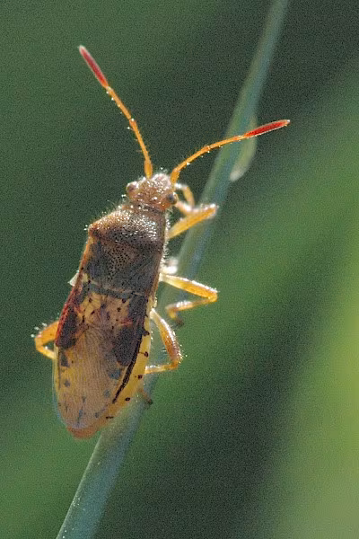 Rhopalus maculatus