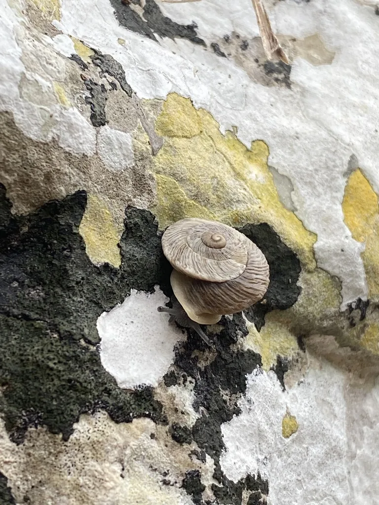 Marmorana scabriuscula