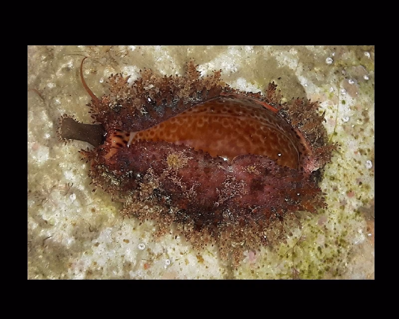 Ciprea sporca