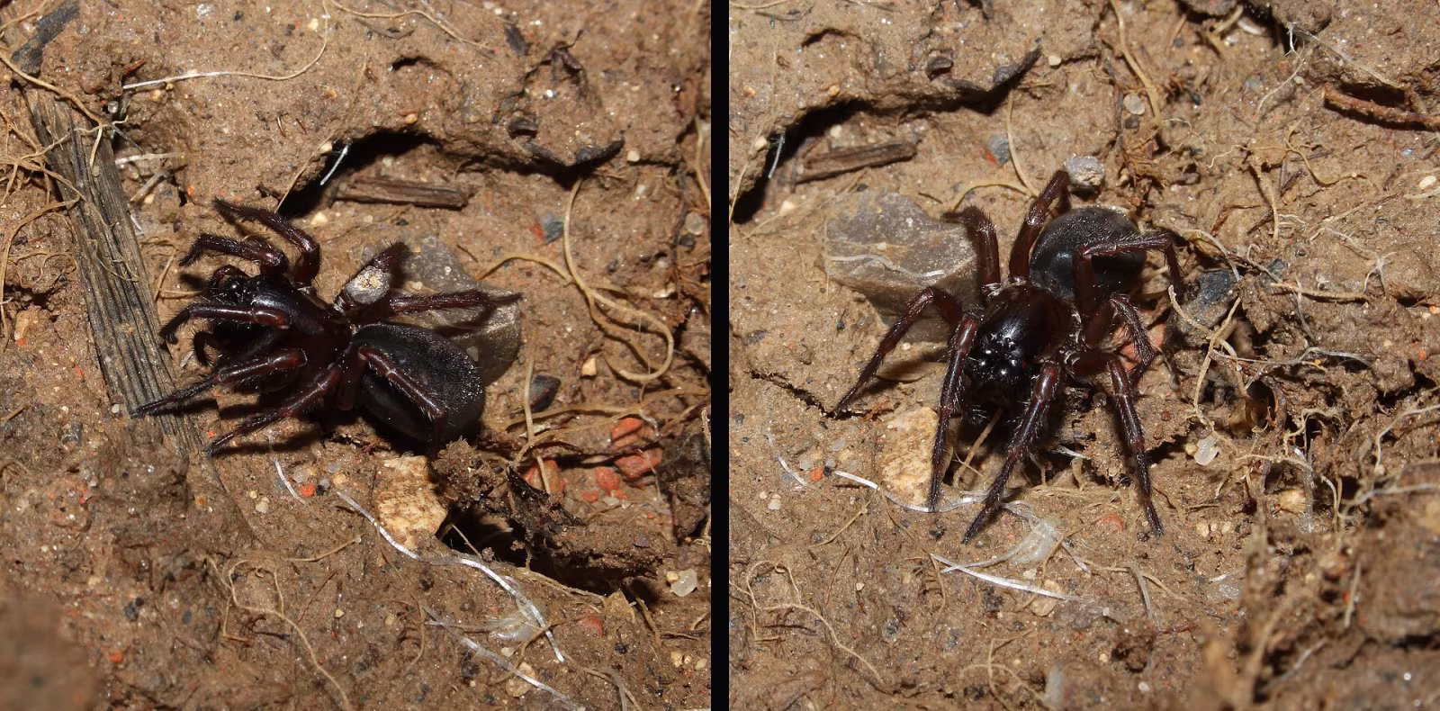 Ground-Living Spider