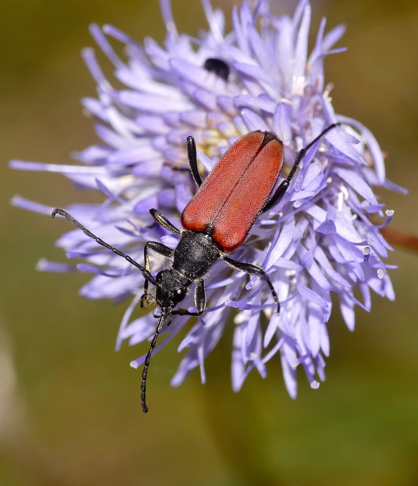 Paracorymbia hybrida