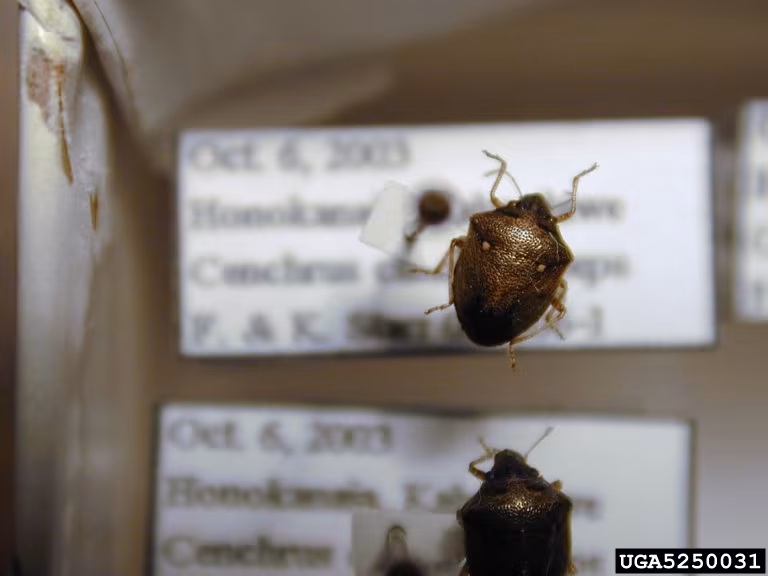 Eysarcoris ventralis