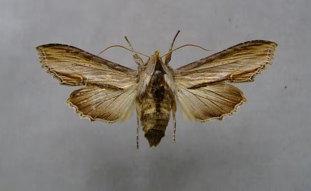 Cucullia scrophulariae
