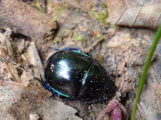 Trypocopris pyrenaeus