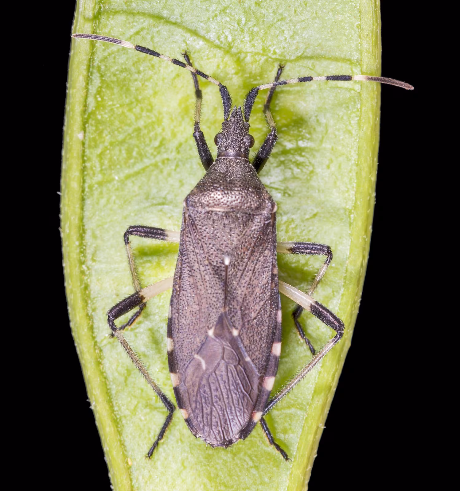Dicranocephalus agilis