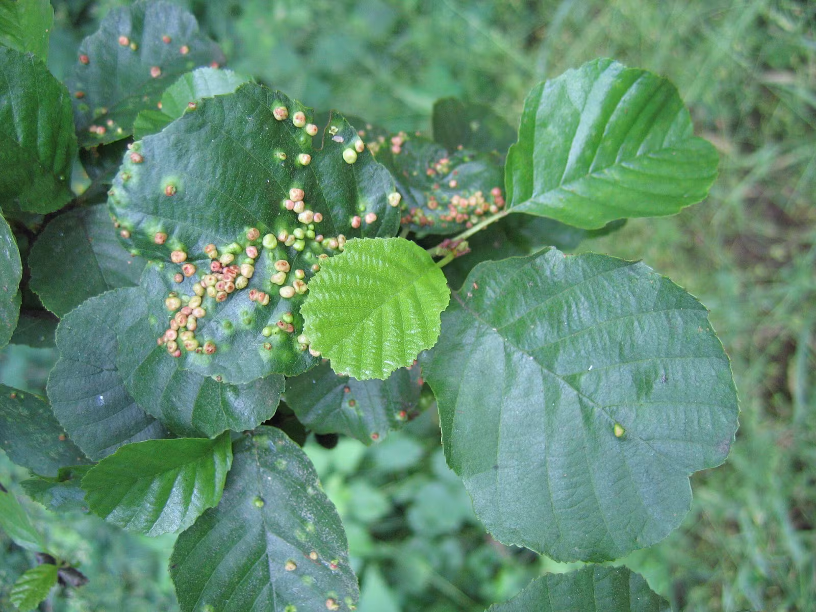 Alder Leaf Gall Mite