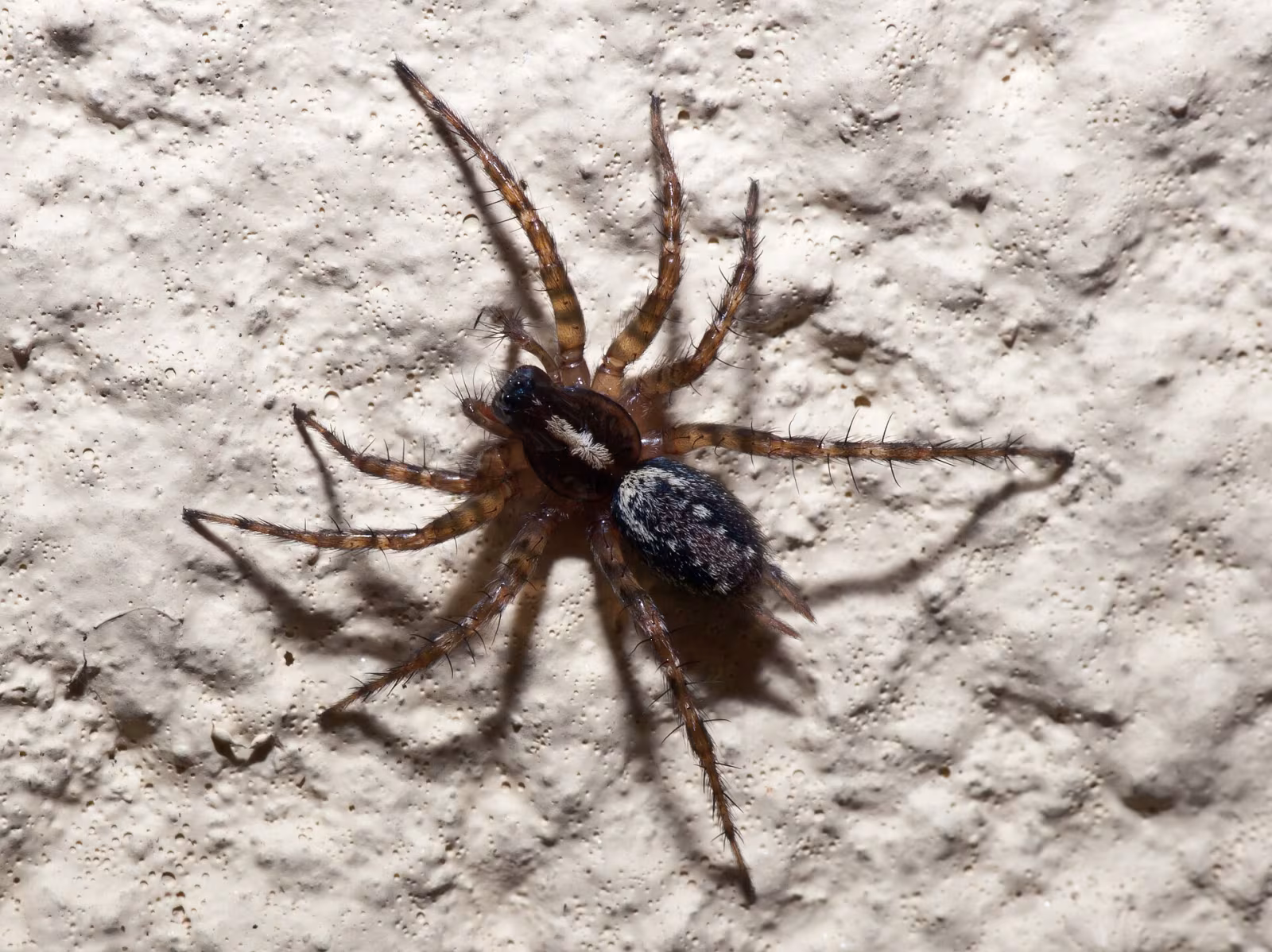 Textrix denticulata