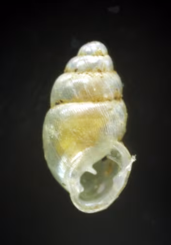 Carychium minimum