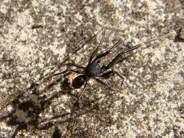 Liophrurillus flavitarsis