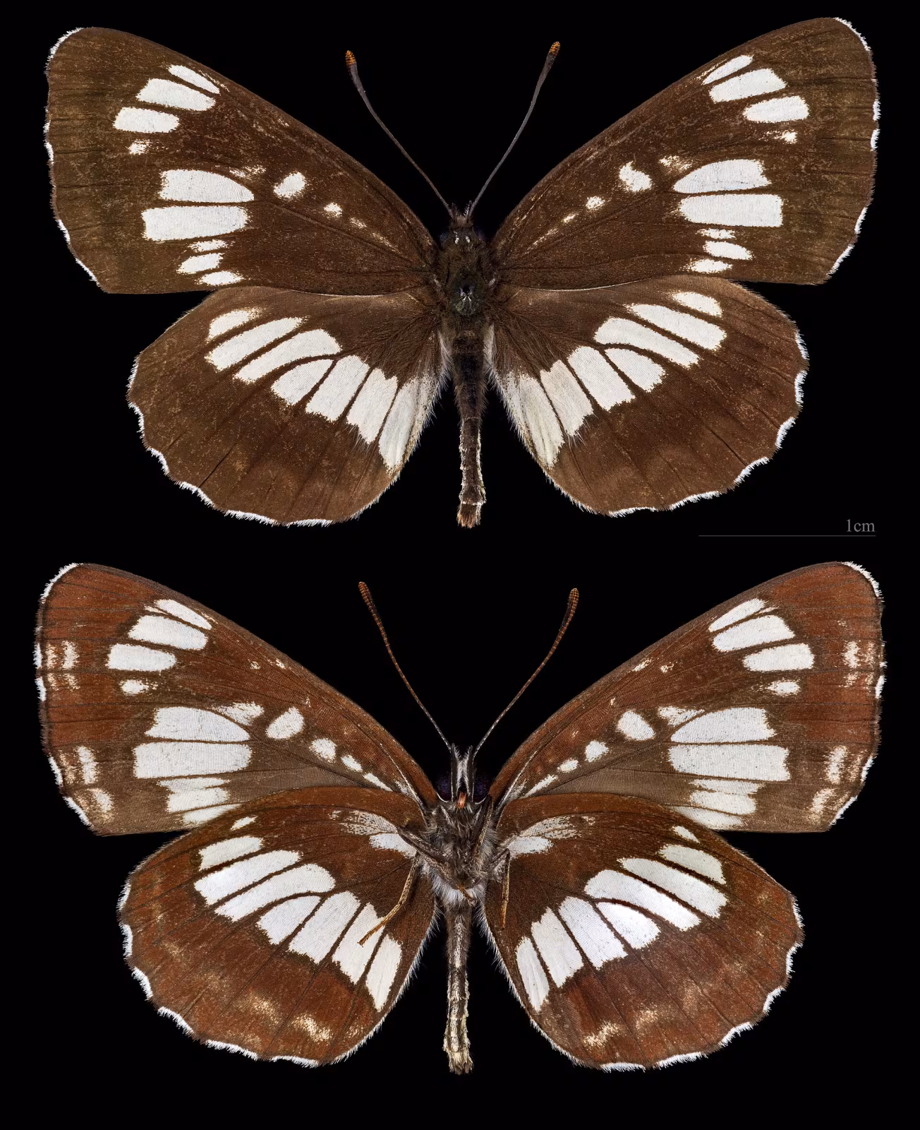 Neptis rivularis