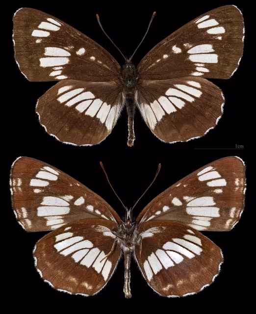 Neptis rivularis