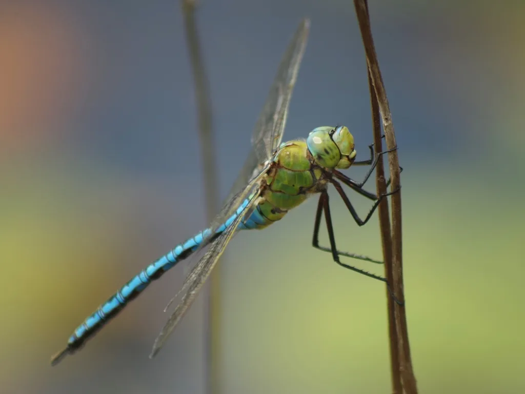 Blue Emperor