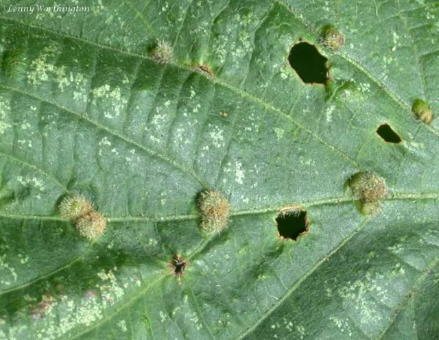 Eriophyes exilis