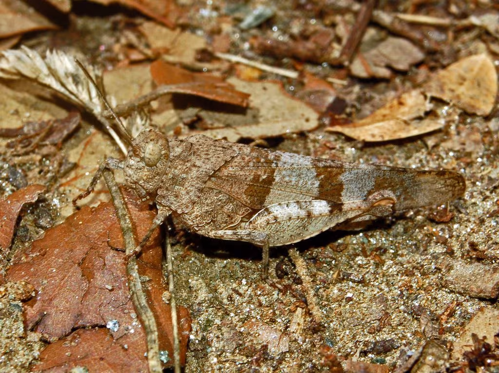 Oedipoda germanica