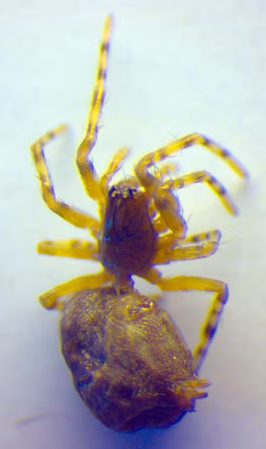 Lathys humilis