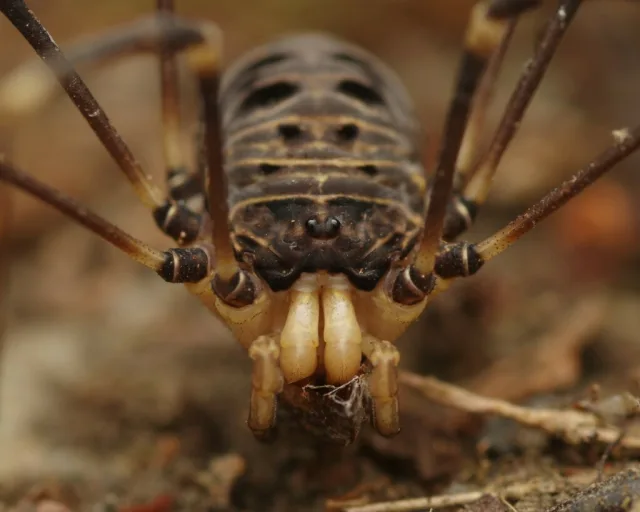 Gyas titanus