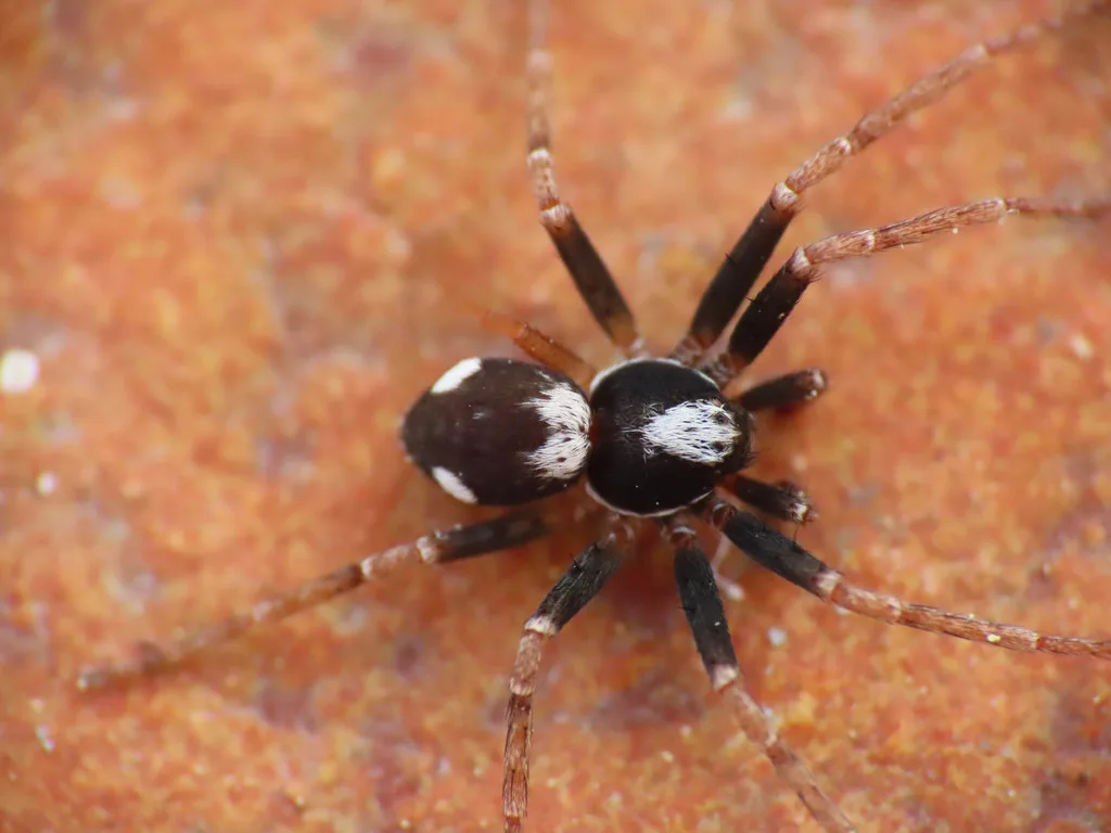 Pulchellodromus bistigma