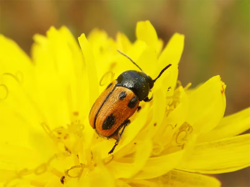Cryptocephalus rugicollis