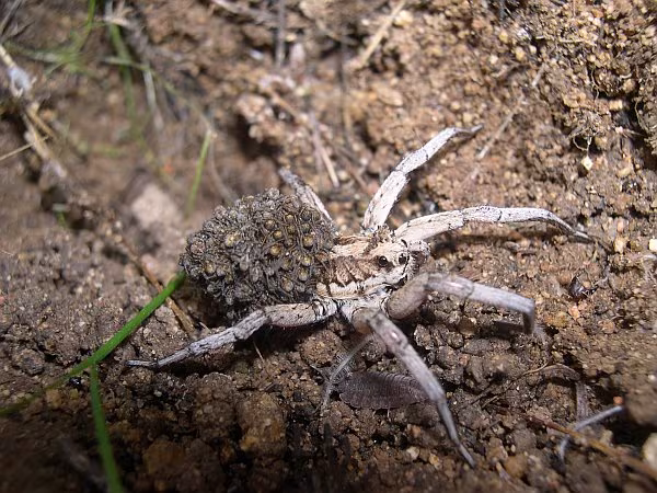 tarantula wolf spider