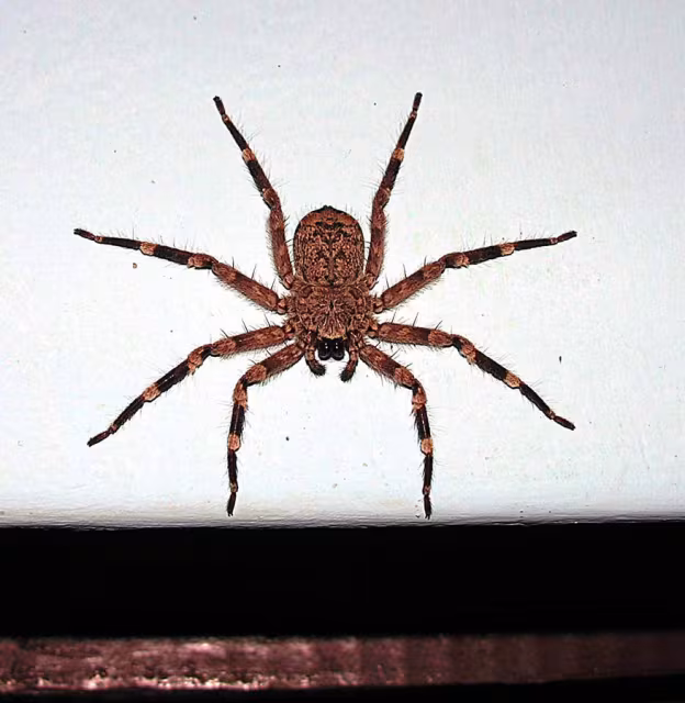 Selenops radiatus