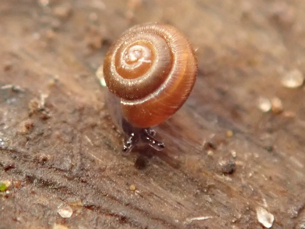 Dwarf Snail