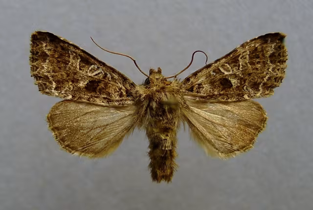 Hadena bicruris