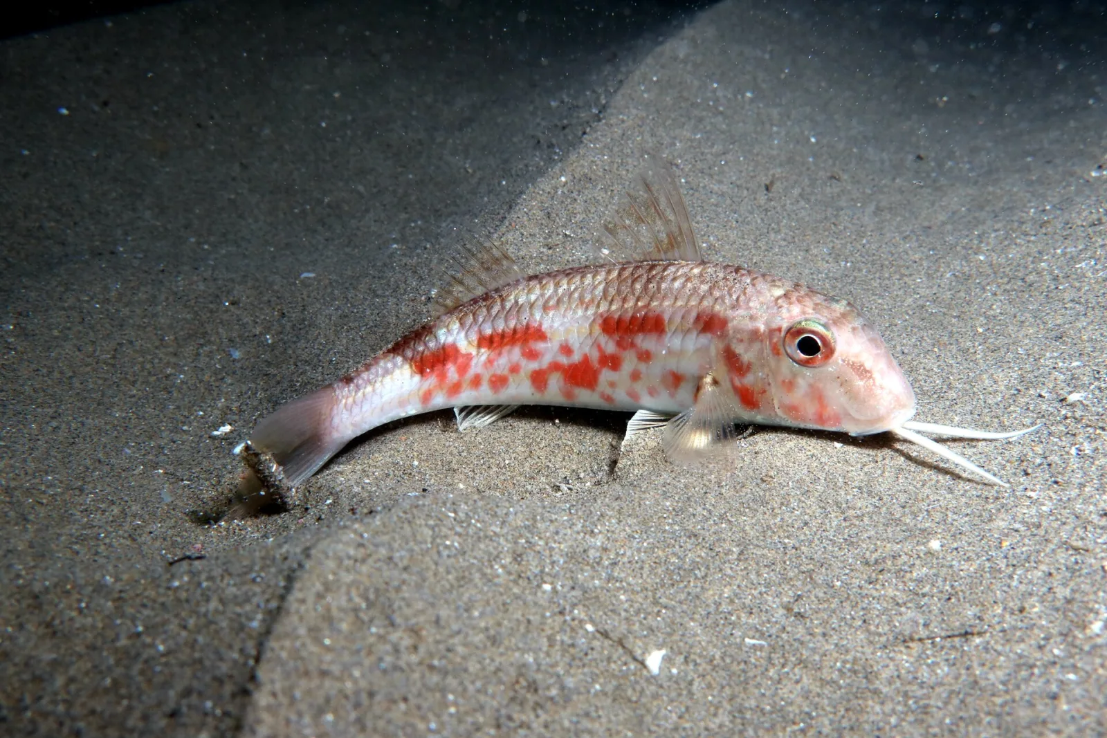 Red Mullet