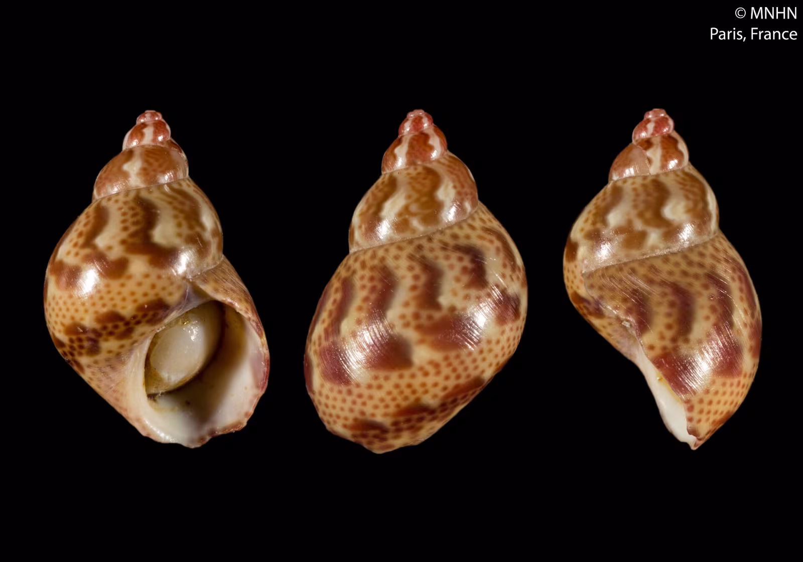 Tricolia pullus