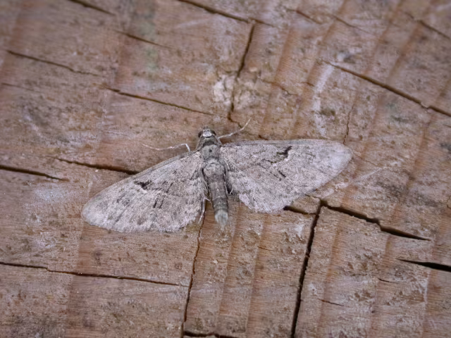 Eupithecia pusillata