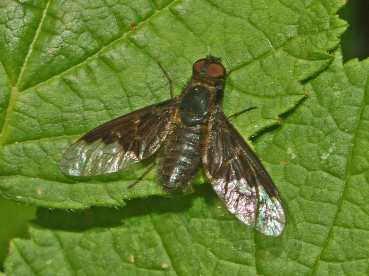 Hemipenthes morio
