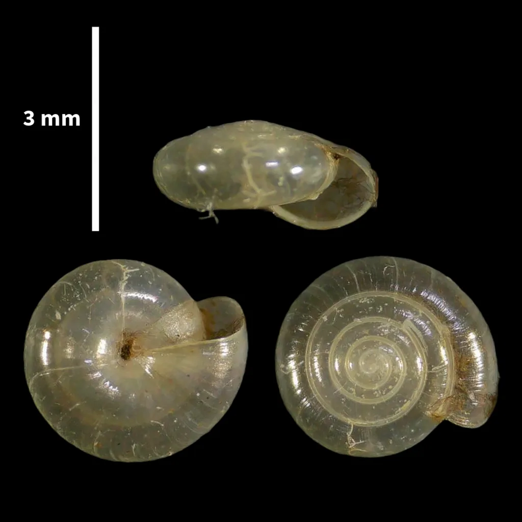 Vitrea subrimata