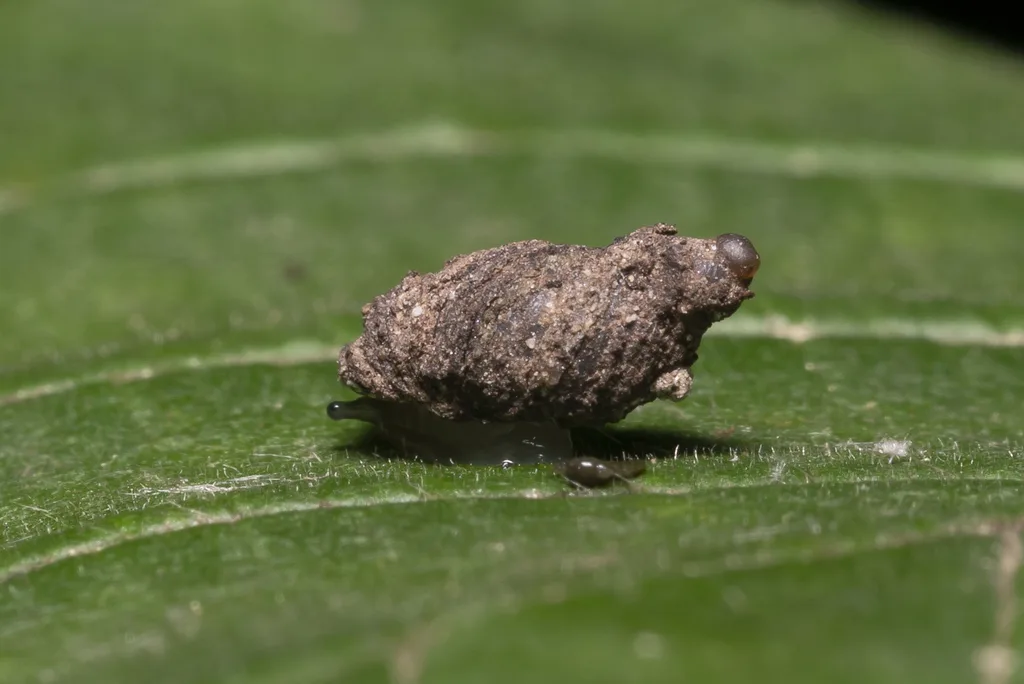 Succinella oblonga