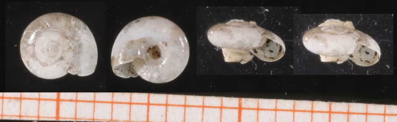 Oxychilus clarus