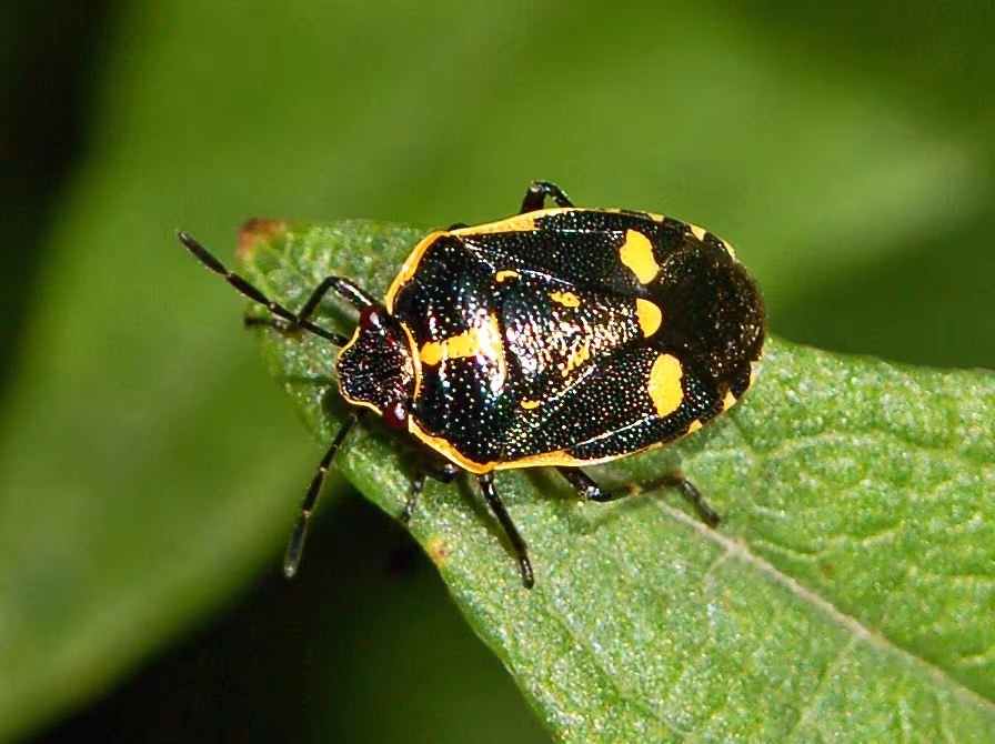 Eurydema oleraceum