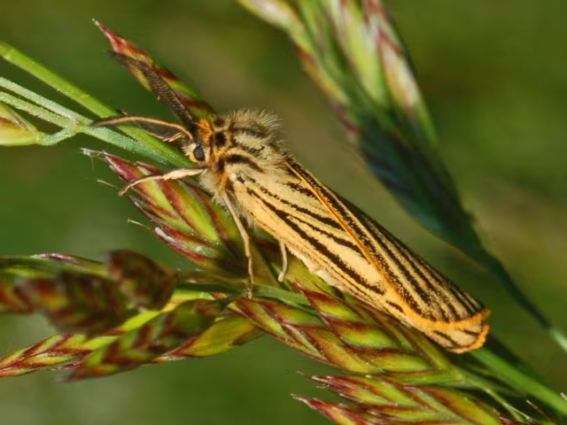 Spiris striata