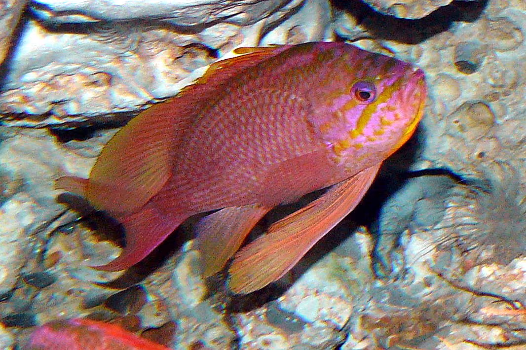 Mediterranean Fairy Basslet