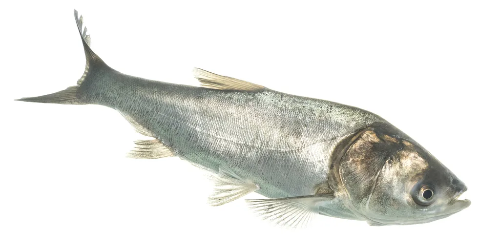 Silver Carp