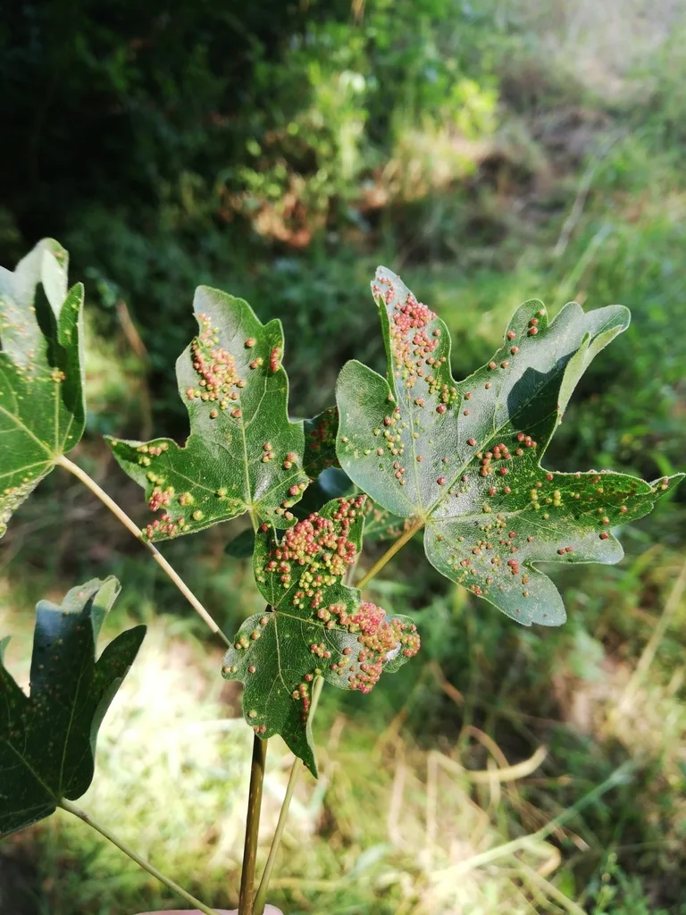 Aceria myriadeum