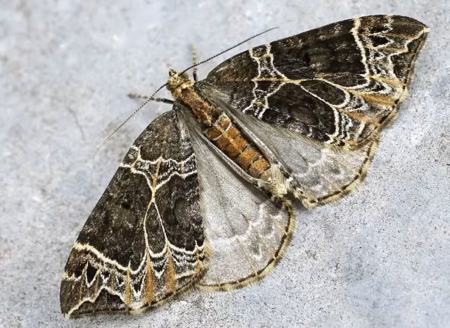 Ecliptopera silaceata
