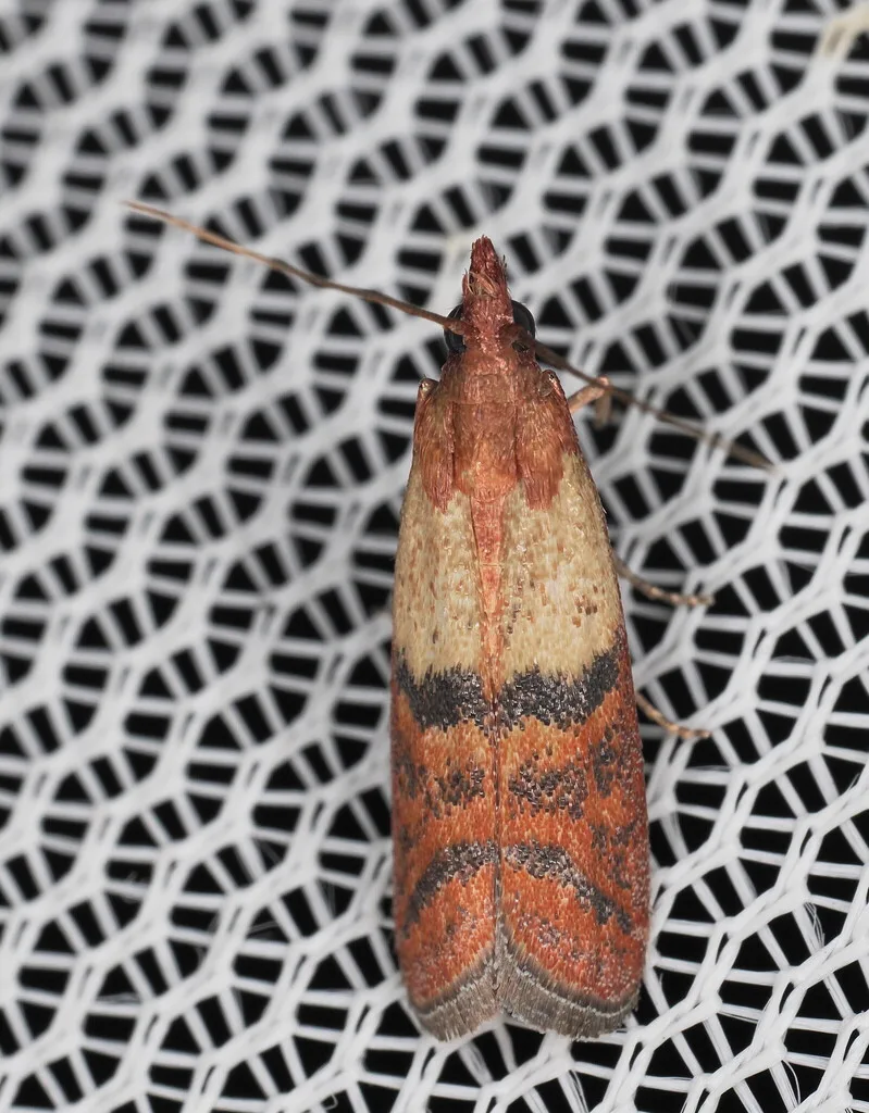 Tignola fasciata del grano