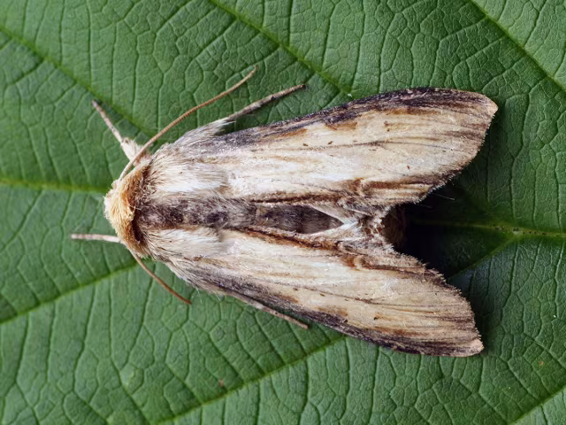 Cucullia lychnitis