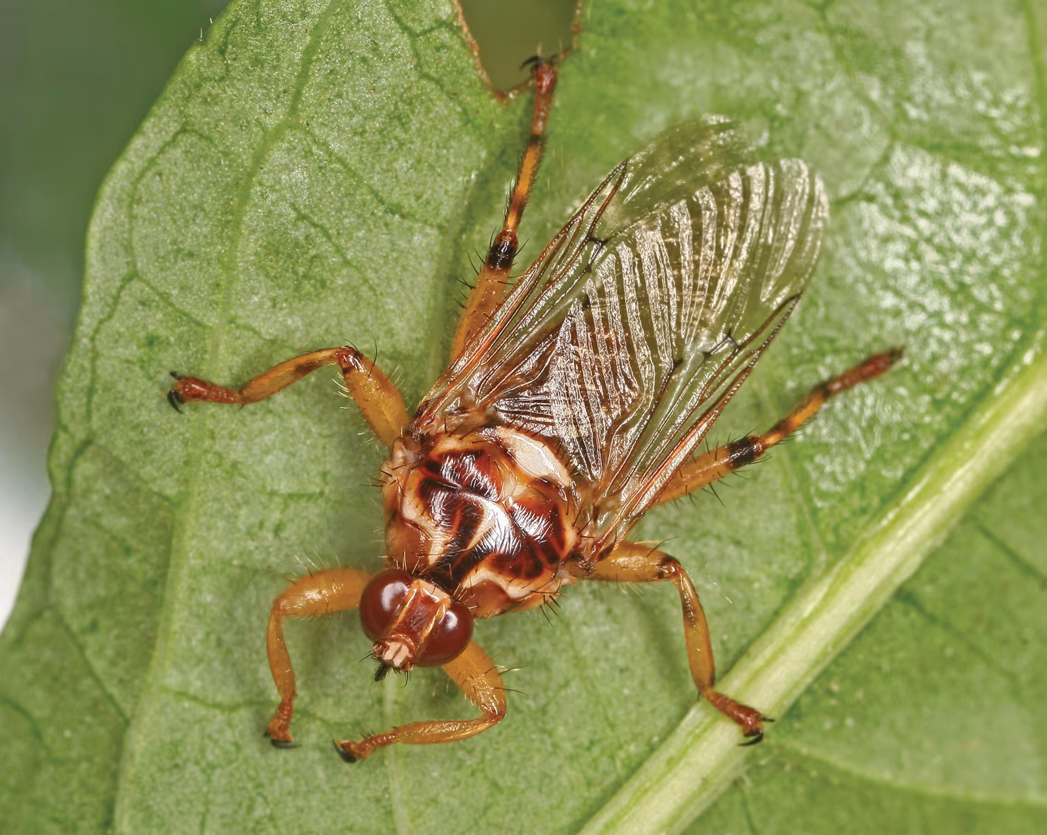 Mosca cavallina