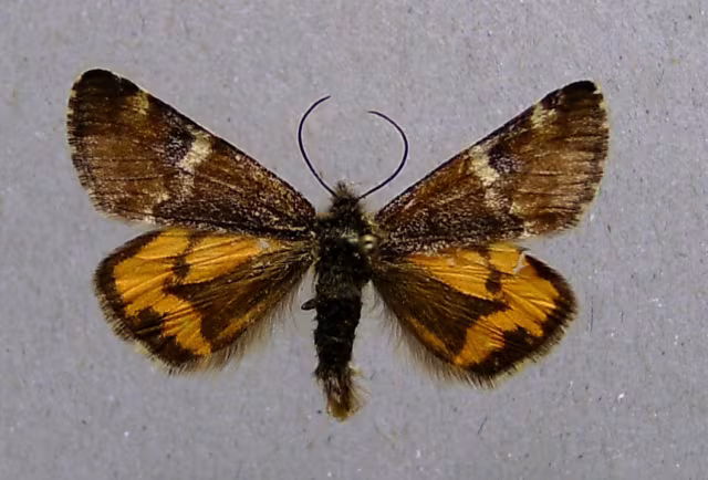 Archiearis parthenias