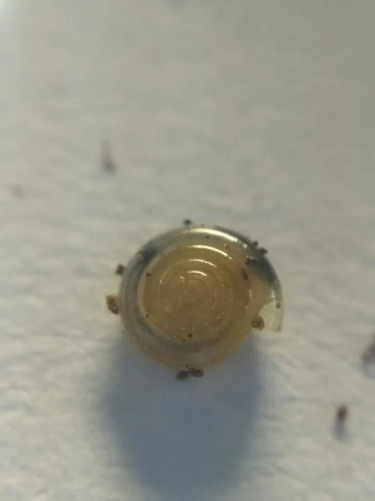 Vitrea diaphana