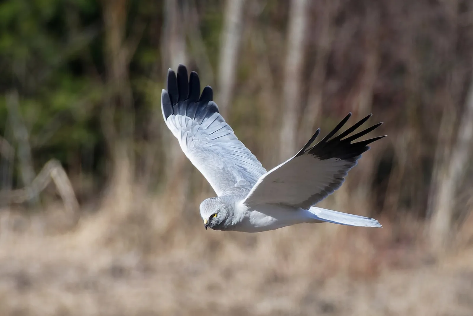Hen Harrier