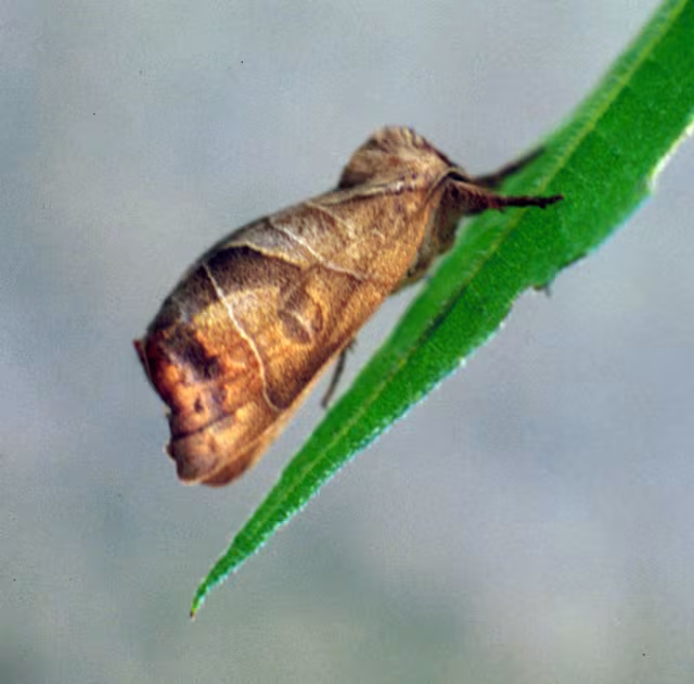 Clostera anastomosis