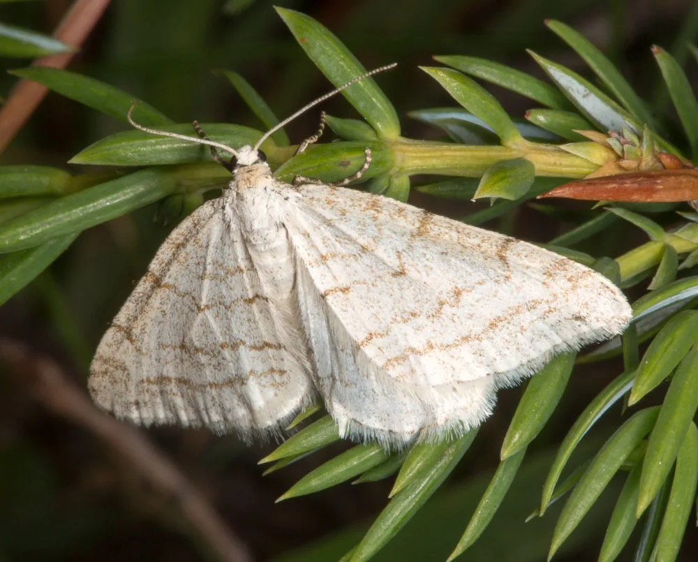 Mesotype verberata