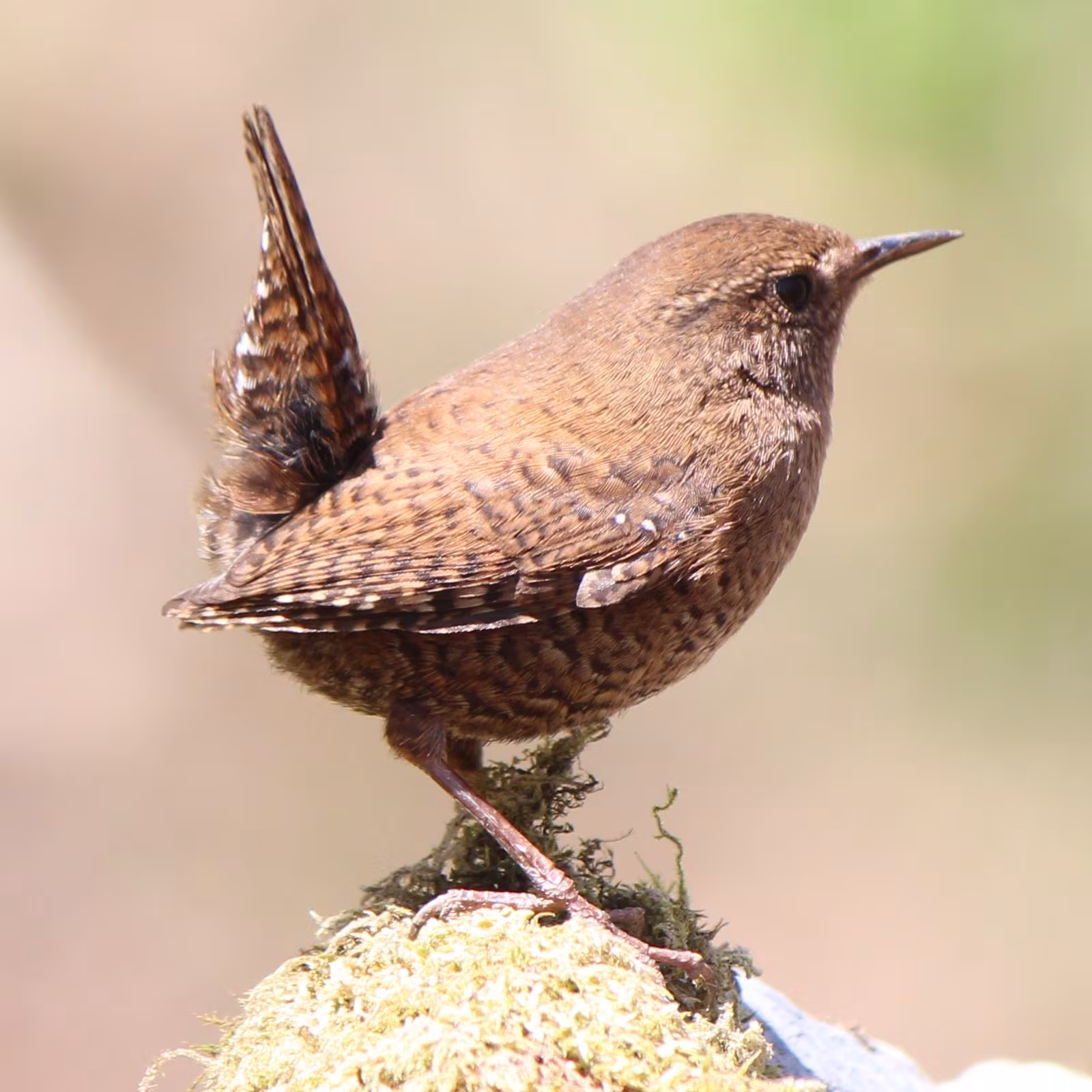 Eurasian Wren