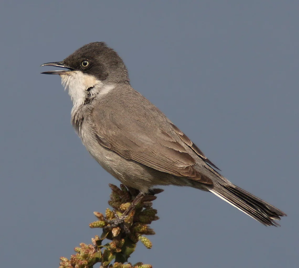 Eastern Orphean Warbler